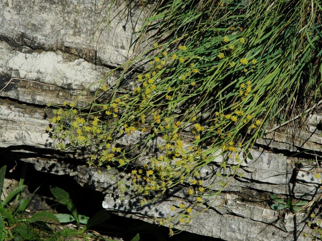 Bupleurum ranunculoides / Buplero ranuncoloide